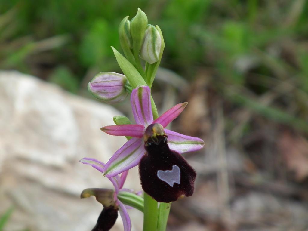 Ophrys benacensis o bertolonii?